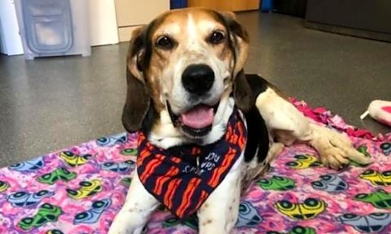 These Pittsburgh-based dogs are up for adoption and in need of a good home
