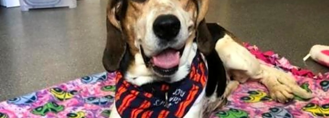 These Pittsburgh-based dogs are up for adoption and in need of a good home