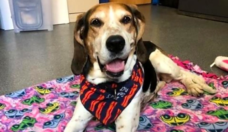 These Pittsburgh-based dogs are up for adoption and in need of a good home