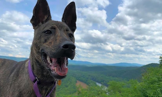 Looking to adopt a pet? Here are 5 lovable pups to adopt now in Baltimore