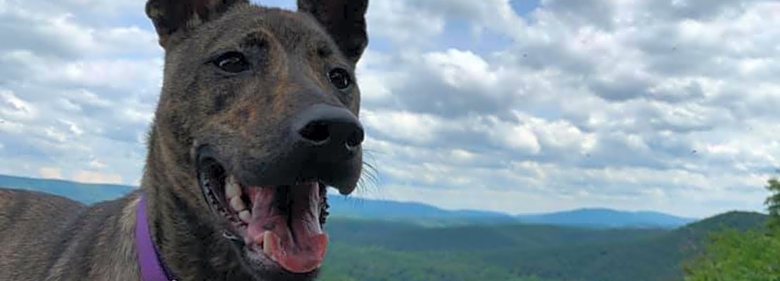Looking to adopt a pet? Here are 5 lovable pups to adopt now in Baltimore