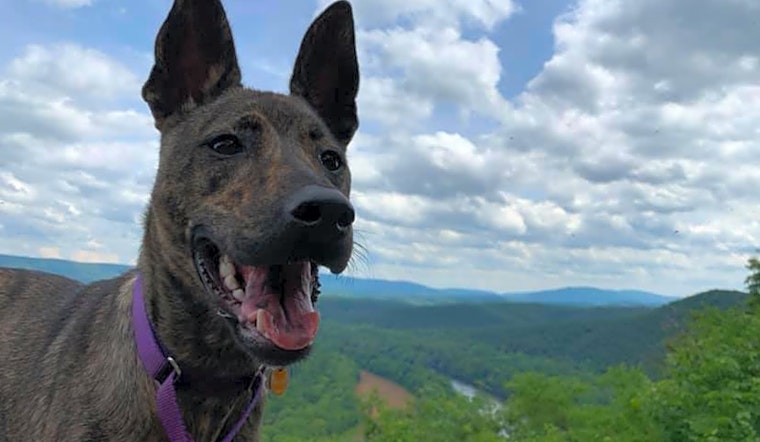 Looking to adopt a pet? Here are 5 lovable pups to adopt now in Baltimore