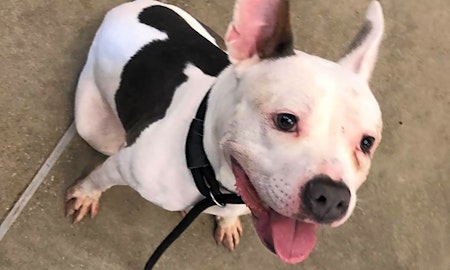 These Cleveland-based pups are up for adoption and in need of a good home