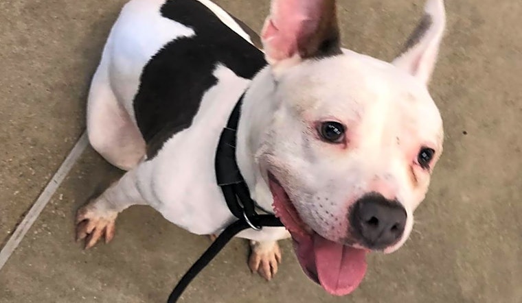 These Cleveland-based pups are up for adoption and in need of a good home