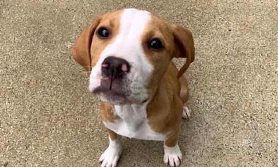 6 cuddly canines to adopt now in Charlotte