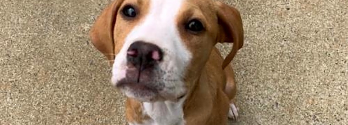 6 cuddly canines to adopt now in Charlotte