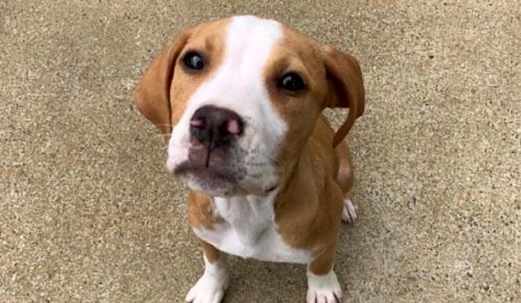 6 cuddly canines to adopt now in Charlotte