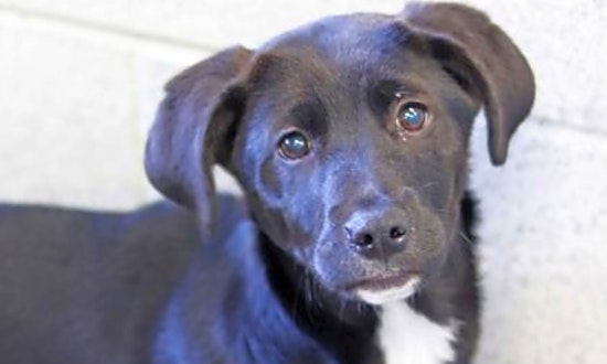 Want to adopt a pet? Here are 6 perfect puppies to adopt now in Atlanta