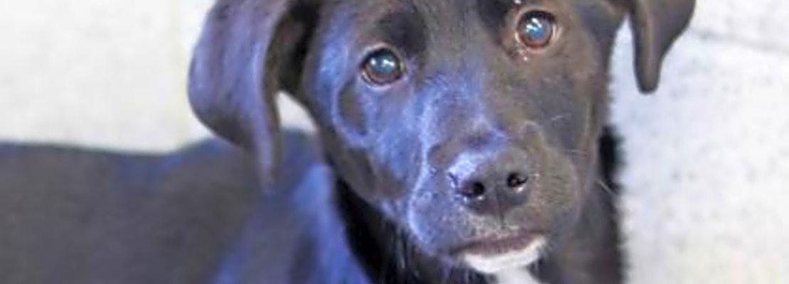 Want to adopt a pet? Here are 6 perfect puppies to adopt now in Atlanta