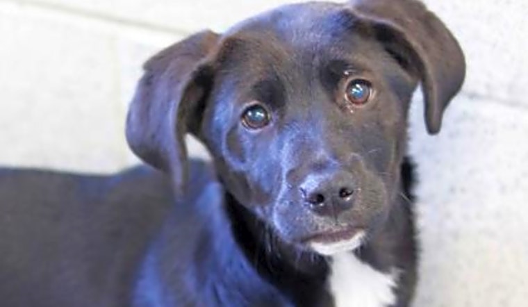 Want to adopt a pet? Here are 6 perfect puppies to adopt now in Atlanta