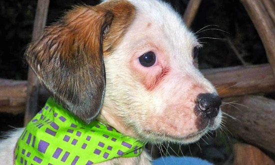 These Jacksonville-based puppies are up for adoption and in need of a good home