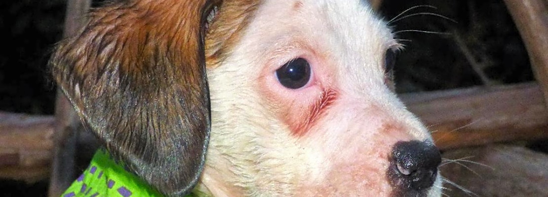 These Jacksonville-based puppies are up for adoption and in need of a good home