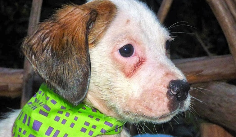 These Jacksonville-based puppies are up for adoption and in need of a good home