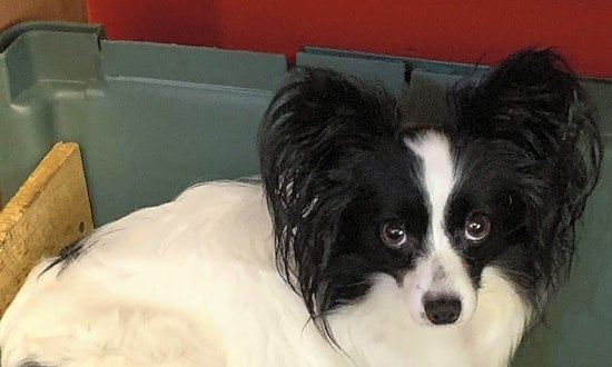 These Orlando-based dogs are up for adoption and in need of a good home