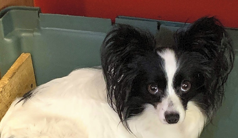 These Orlando-based dogs are up for adoption and in need of a good home