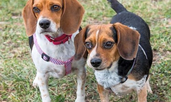 These Miami-based dogs are up for adoption and in need of a good home