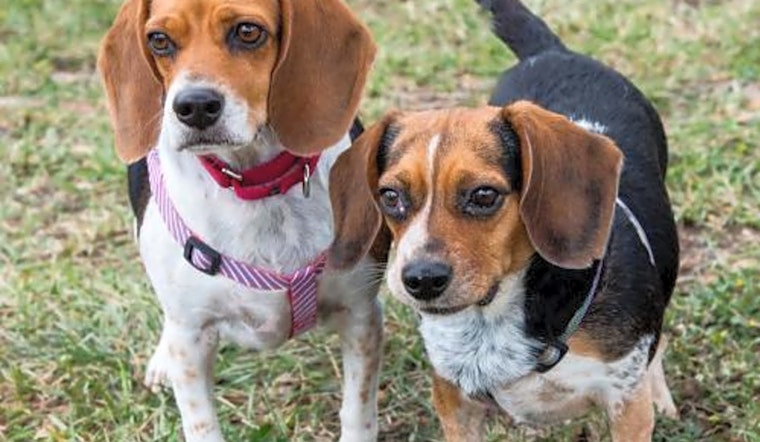These Miami-based dogs are up for adoption and in need of a good home