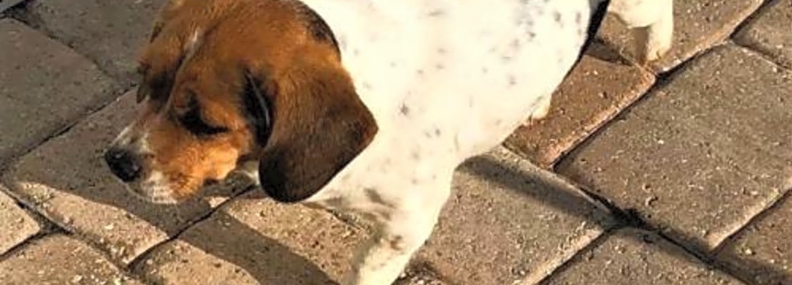 3 delightful doggies to adopt now in Tampa
