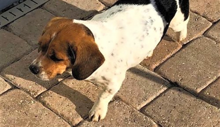 3 delightful doggies to adopt now in Tampa