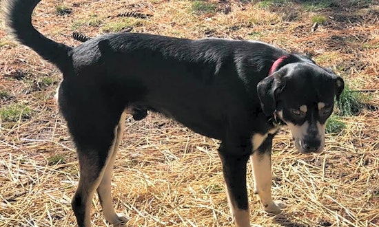These Indianapolis-based canines are up for adoption and in need of a good home