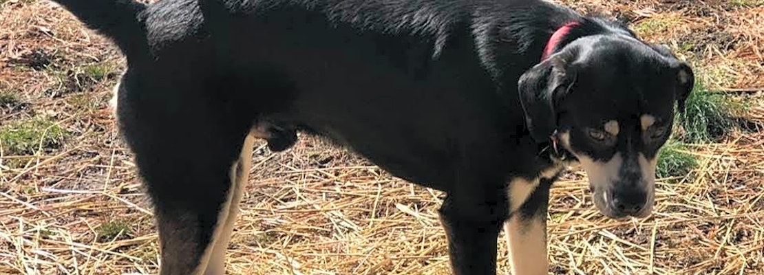 These Indianapolis-based canines are up for adoption and in need of a good home