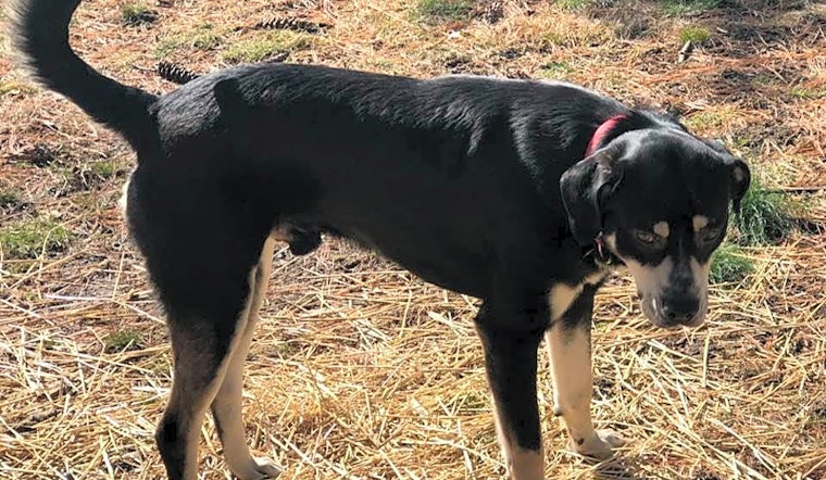 These Indianapolis-based canines are up for adoption and in need of a good home
