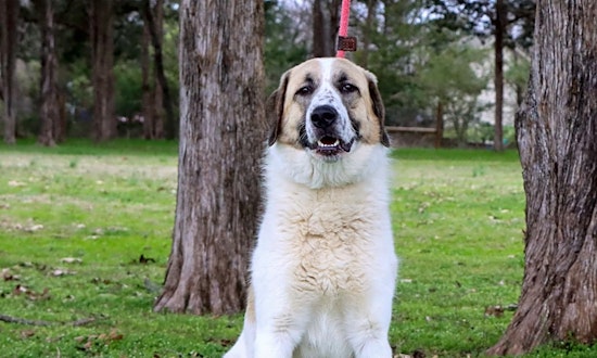 7 lovable pups to adopt now in Nashville