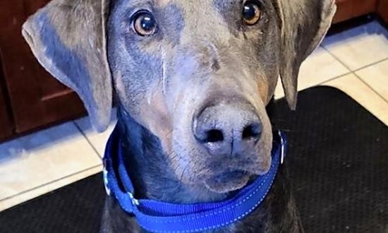Looking to adopt a pet? Here are 6 lovable pups to adopt now in Minneapolis