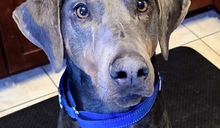 Looking to adopt a pet? Here are 6 lovable pups to adopt now in Minneapolis
