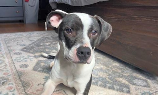 These St. Louis-based pups are up for adoption and in need of a good home