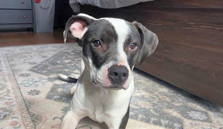 These St. Louis-based pups are up for adoption and in need of a good home