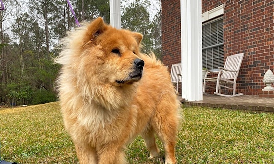 Looking to adopt a pet? Here are 4 delightful doggies to adopt now in Houston