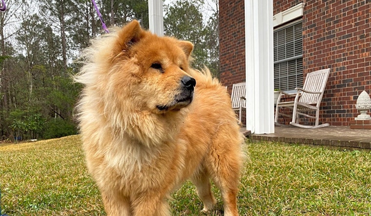 Looking to adopt a pet? Here are 4 delightful doggies to adopt now in Houston