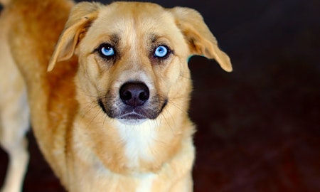 Looking to adopt a pet? Here are 7 lovable pups to adopt now in San Antonio