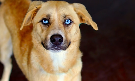 Looking to adopt a pet? Here are 7 lovable pups to adopt now in San Antonio