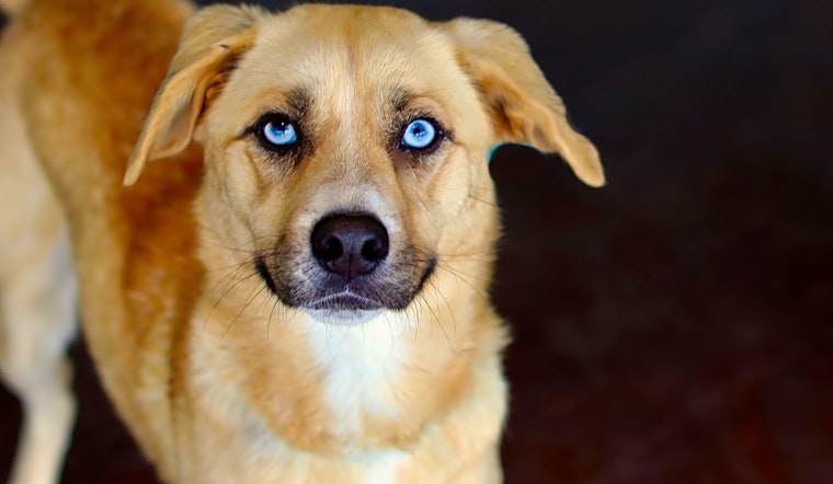 Looking to adopt a pet? Here are 7 lovable pups to adopt now in San Antonio