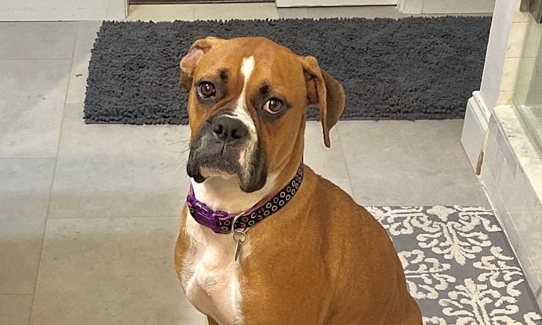 7 delightful dogs ready to adopt now in Dallas