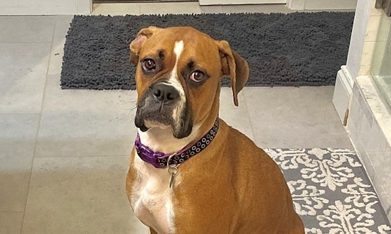 7 delightful dogs ready to adopt now in Dallas