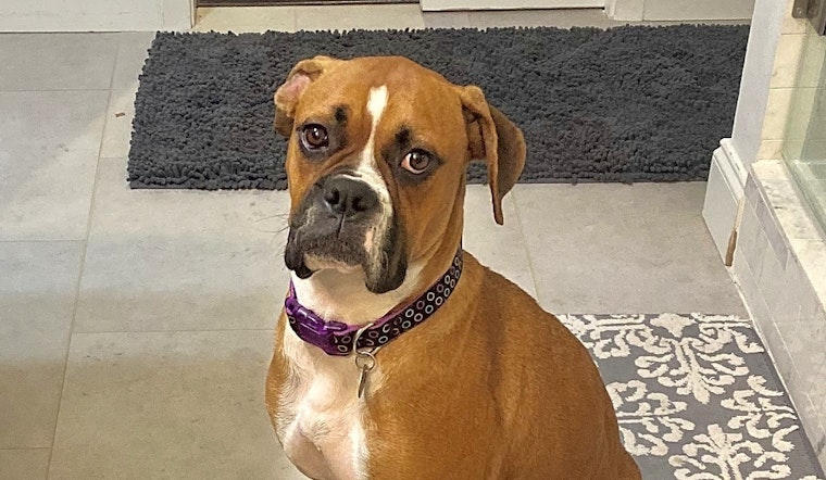 7 delightful dogs ready to adopt now in Dallas