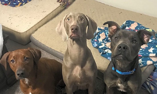 7 lovable pups to adopt now in Fort Worth
