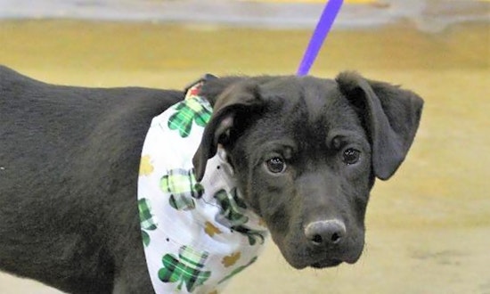 3 precious puppies to adopt now in Arlington