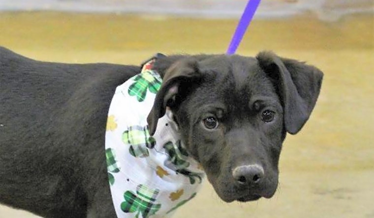 3 precious puppies to adopt now in Arlington