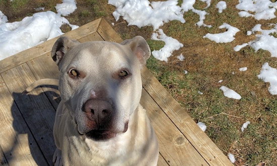 These darling Denver-based dogs are up for adoption and in need of good homes