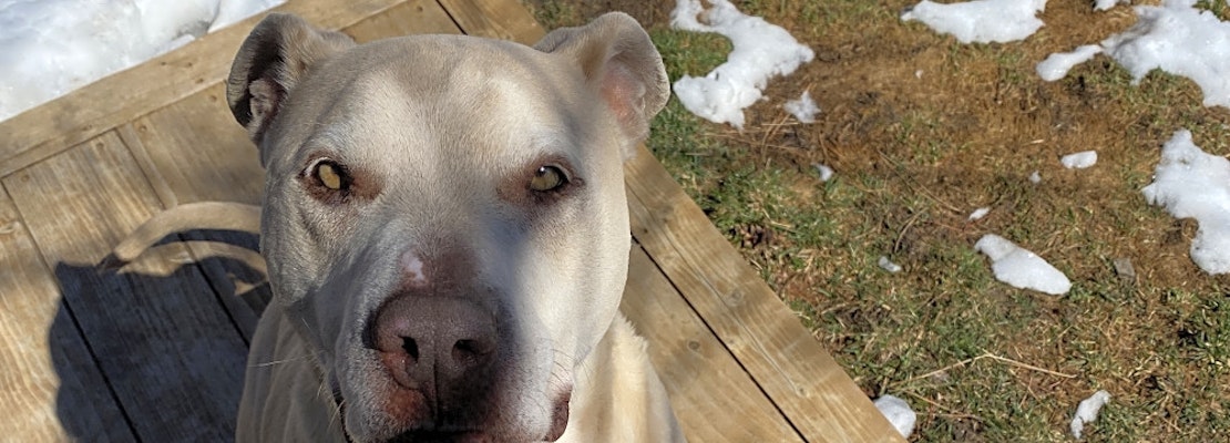 These darling Denver-based dogs are up for adoption and in need of good homes