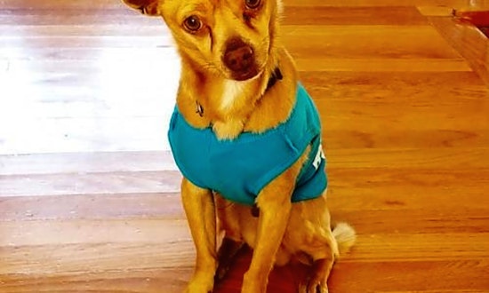 These Aurora-based dogs are up for adoption and in need of a good home