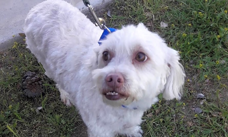 7 cuddly canines to adopt now in Las Vegas