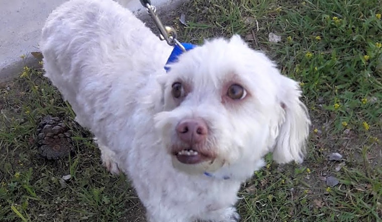 7 cuddly canines to adopt now in Las Vegas