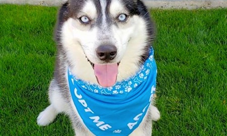 Looking to adopt a pet? Here are 6 lovable pups to adopt now in Phoenix