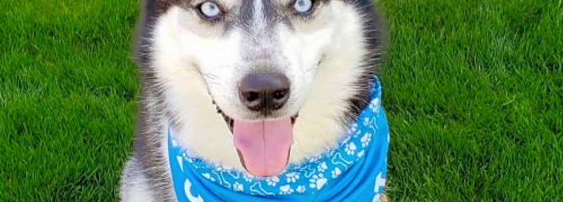 Looking to adopt a pet? Here are 6 lovable pups to adopt now in Phoenix