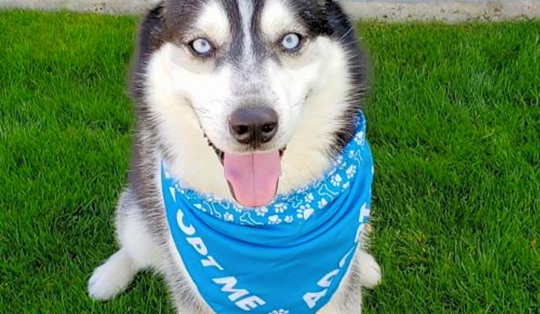 Looking to adopt a pet? Here are 6 lovable pups to adopt now in Phoenix